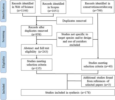 A synthesis of priorities, patterns, and gaps in large carnivore corridor research